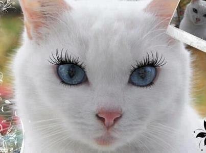 Коты из сети