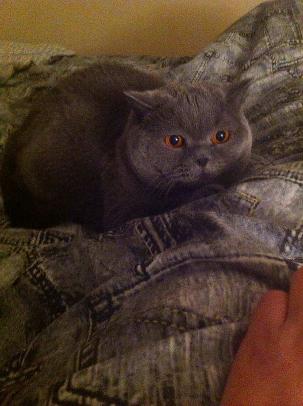 Котовторник 10.01.2017