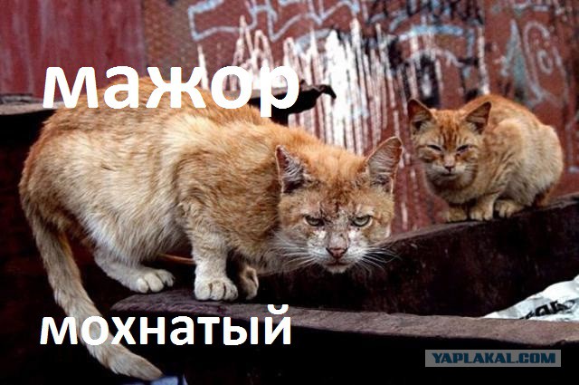 Сделка века: амурчанин продал своего кота-экстрасенса за 5.000.000 рублей