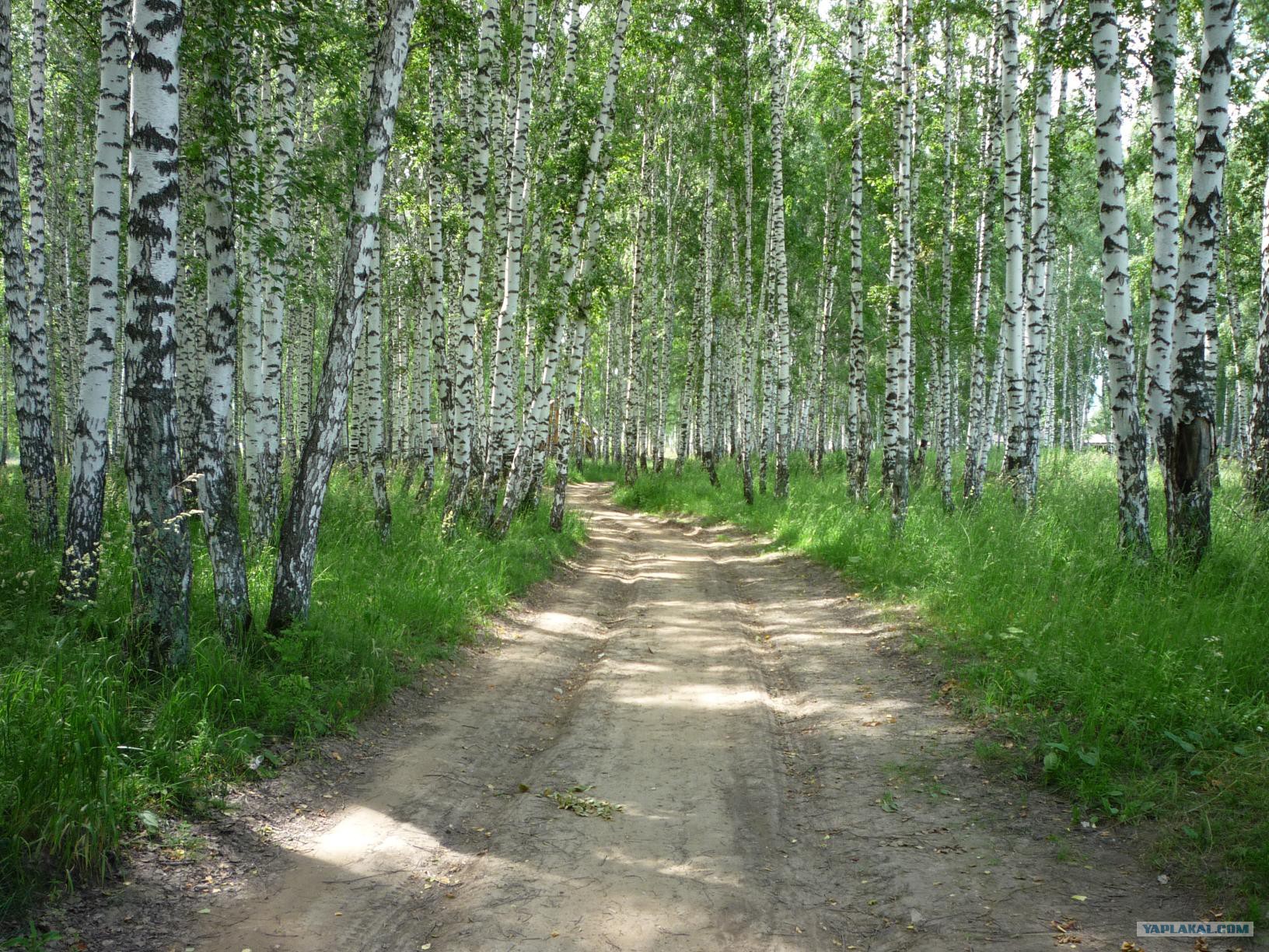 Кемеровский лес