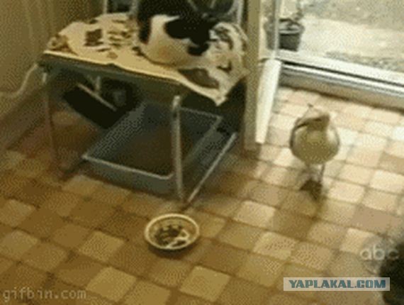 В большой семье хлебалом не щелкают!