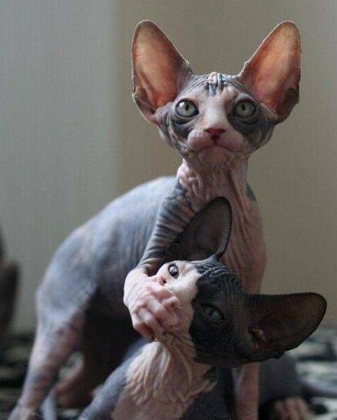Коты и Кошки