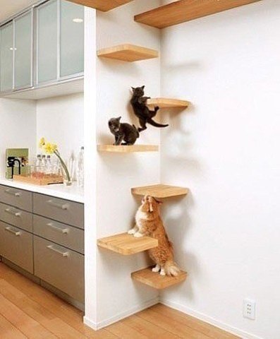 Коты и Кошки