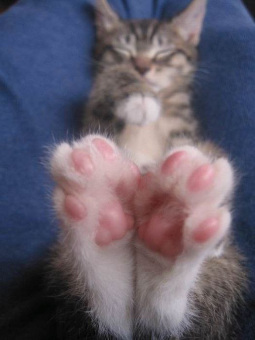 Коты и Кошки