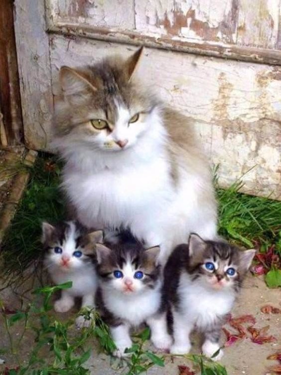 Коты и Кошки