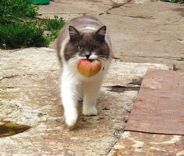 Коты и Кошки