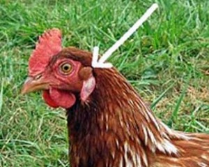 Отличие белых и коричневых куриных яиц