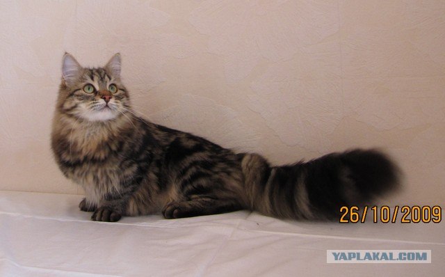 День котов