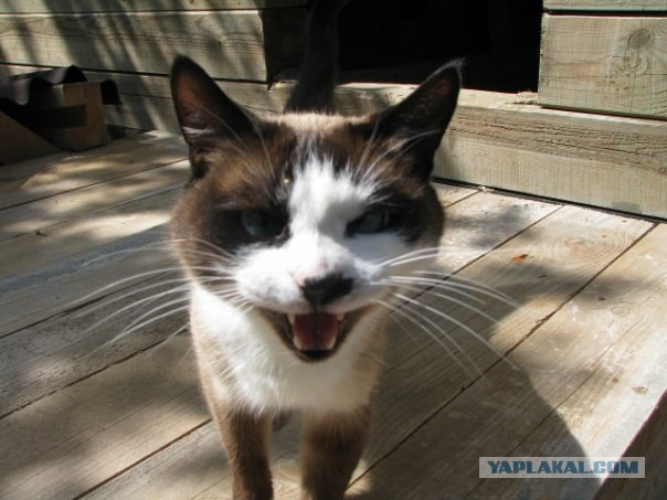 Котовторник на 22 июня