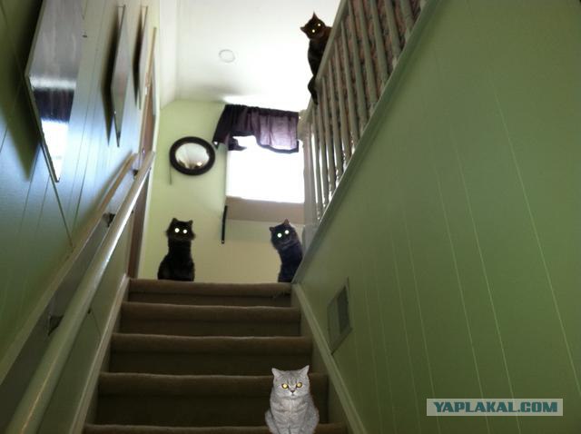 It's Catursday Fever! (Котовторник)