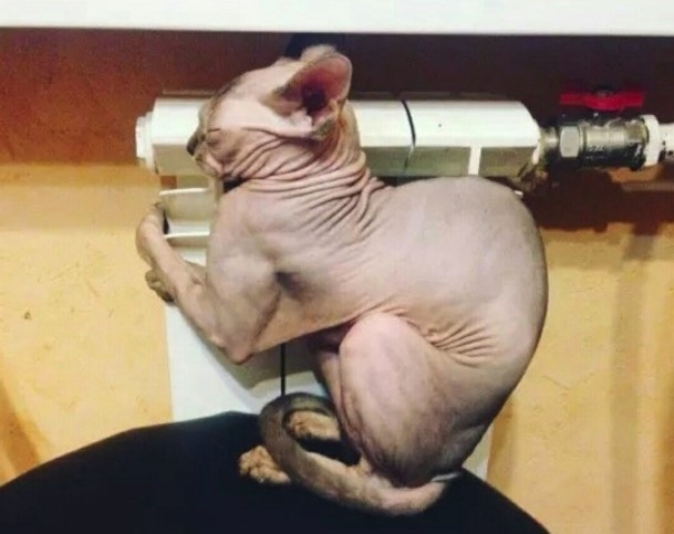 Прикольных котов пост