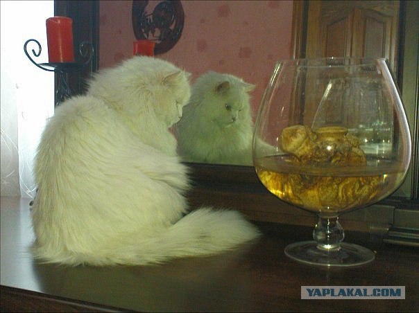 Котовторник! 08.11.11