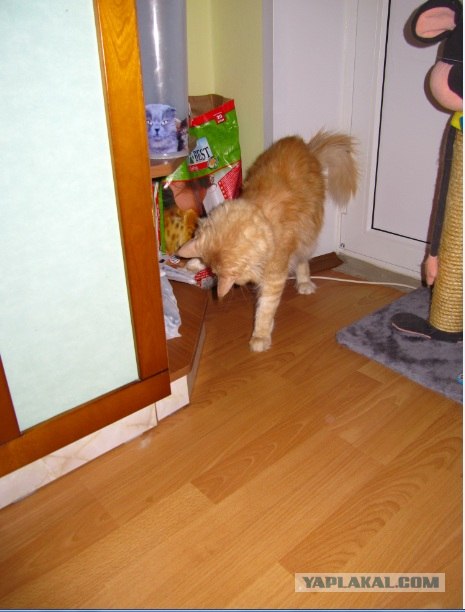 Котовторник 13.12.11 - магическе числа