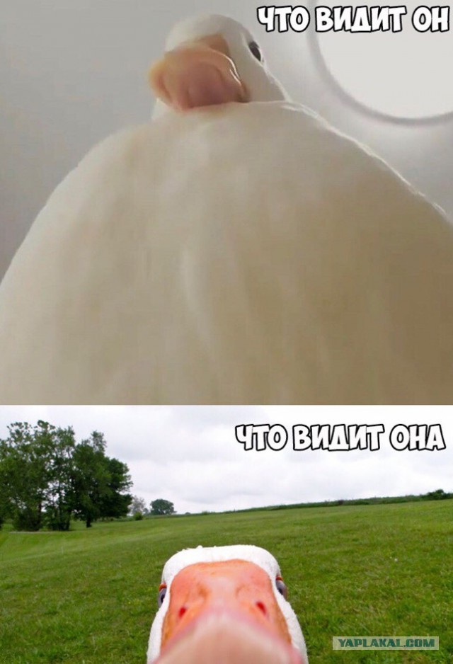 Попошлим?