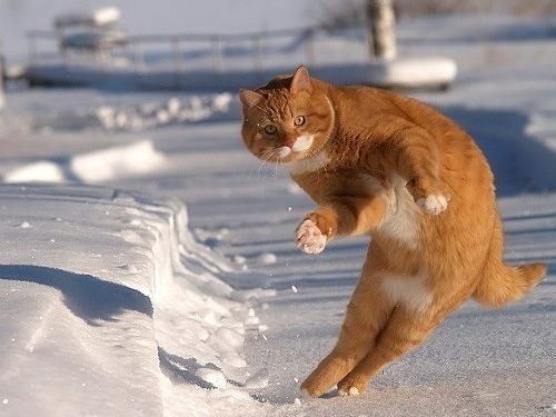 Котовторник (31.01.2012)