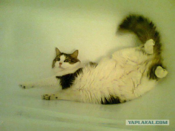 Котовторник (21.02.2012)