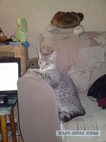 Котовторник 17.04.2012