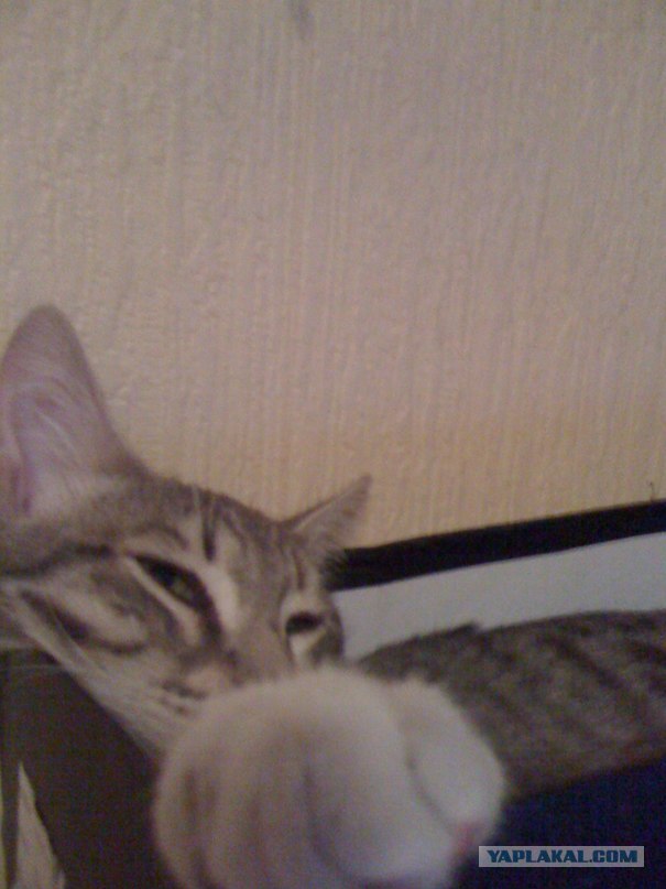 Кто?! Кто посмел обидеть маленького?!