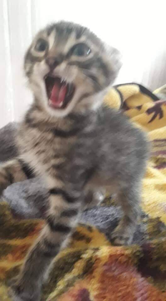 Забавные фото котеек
