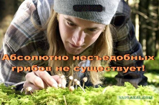 Девайс для сбора опят