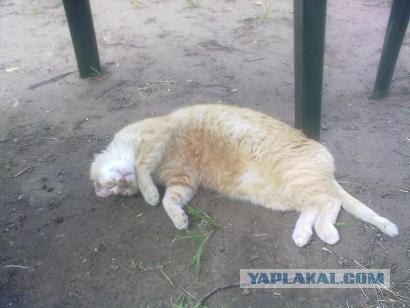 Готовим Узбекский плов