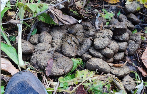 В глухом лесу скрывается от мобилизации житель одного из южных регионов России