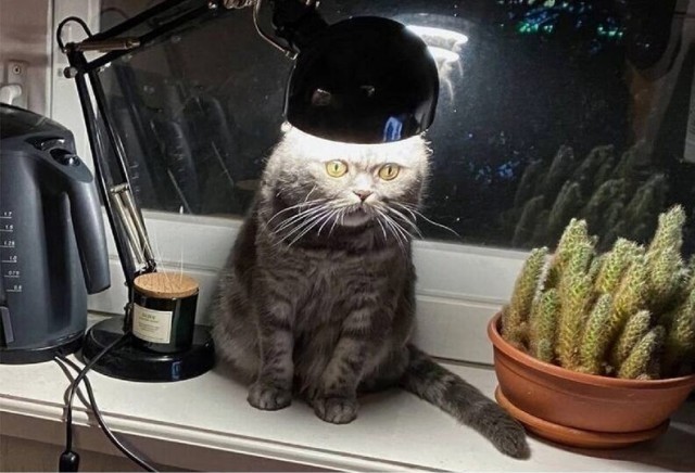 Жена залетела