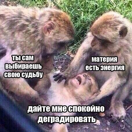 Мем обезьяны дайте мне Нуштош 17.07.2023 - ЯПлакалъ