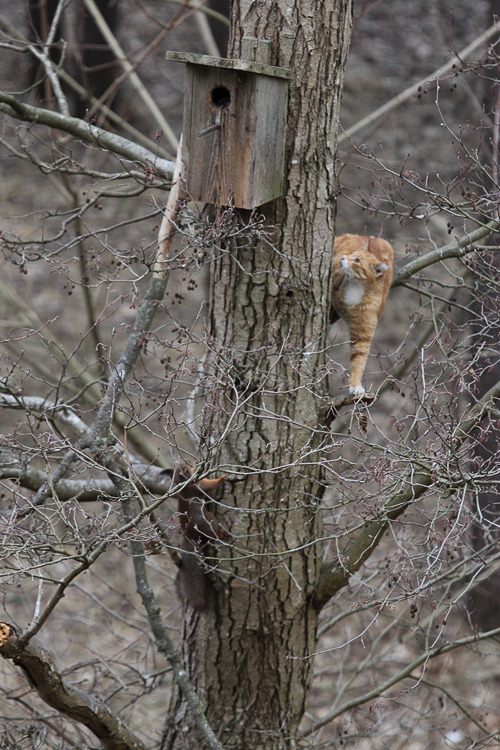 Котовторник 16.04.2013