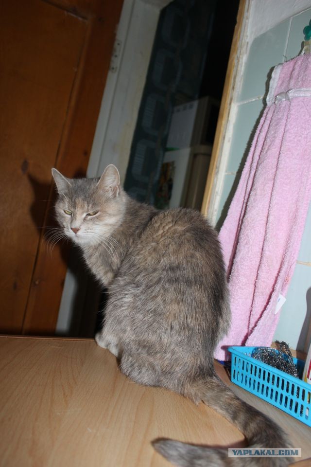 Котовторник 30.04.2013