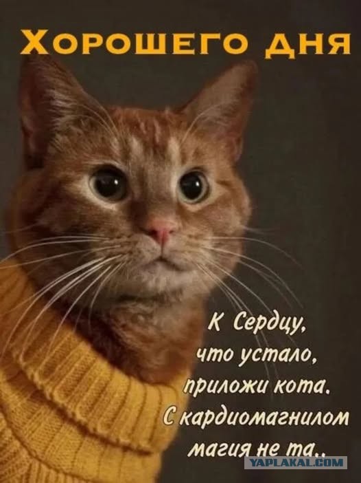 Картиночки, баянчики 08 декабря