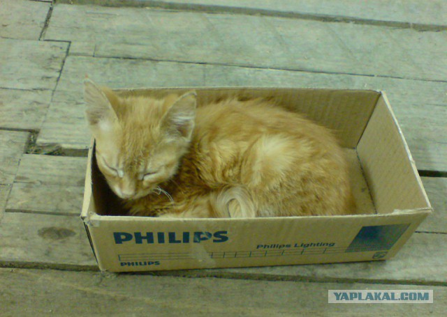 Котовторник 18.03.2014