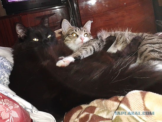 Котовторник 24.06.2014