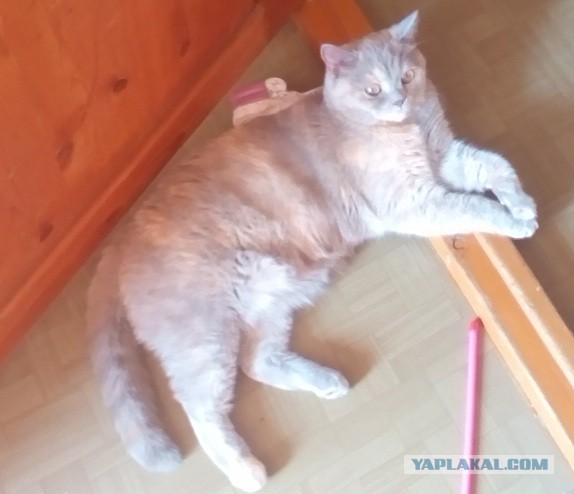 Котовторник 12.08.2014