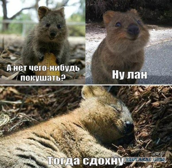 Животные Австралии, которые плевать хотели на ваши
