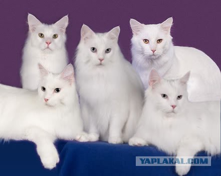 Котовторник 17.11.2015