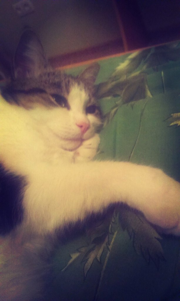 Котовторник 17.11.2015