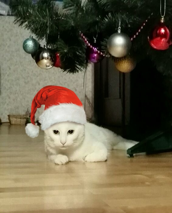 Коты, они - как люди!