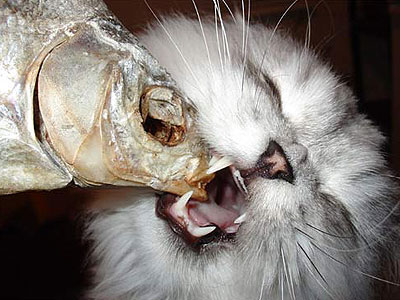 Коты, кошки, котята