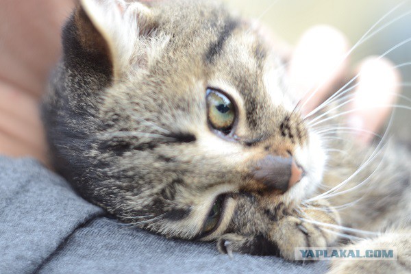 Пост невероятной кошачьей красоты. 25 фот.