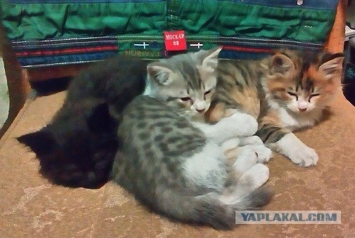 Новогодний котовторник,05.01.16.
