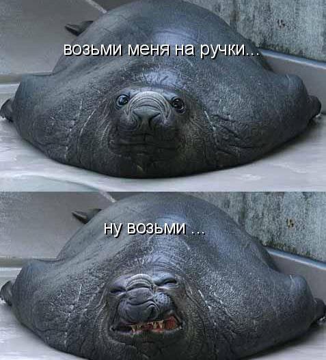 Весёлые картинки