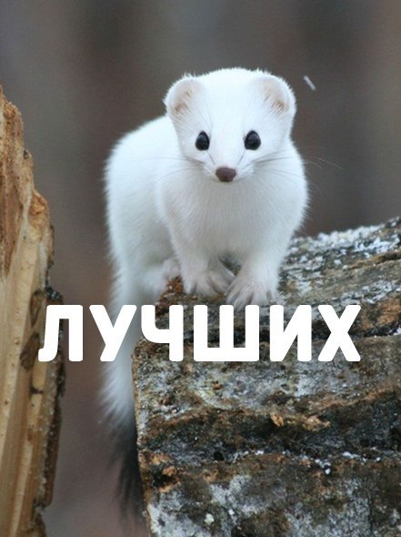Божьи твари