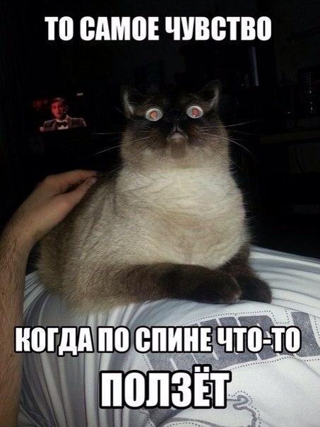 Мохнатые беспредельщики