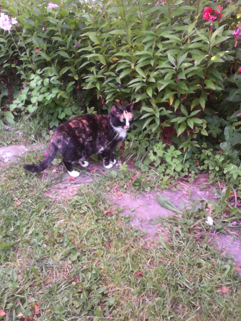 Котовторник 26.07 2016