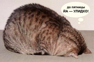 Котовторник на ЯПе (29.01)