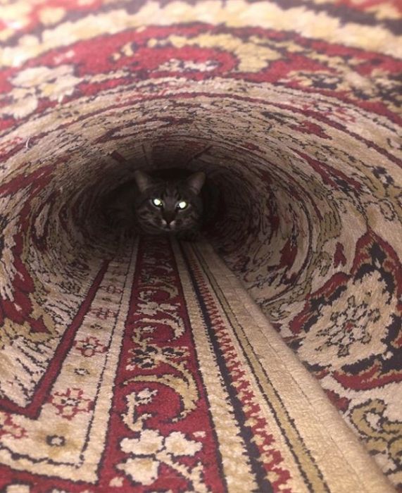 Разные картинки из сети