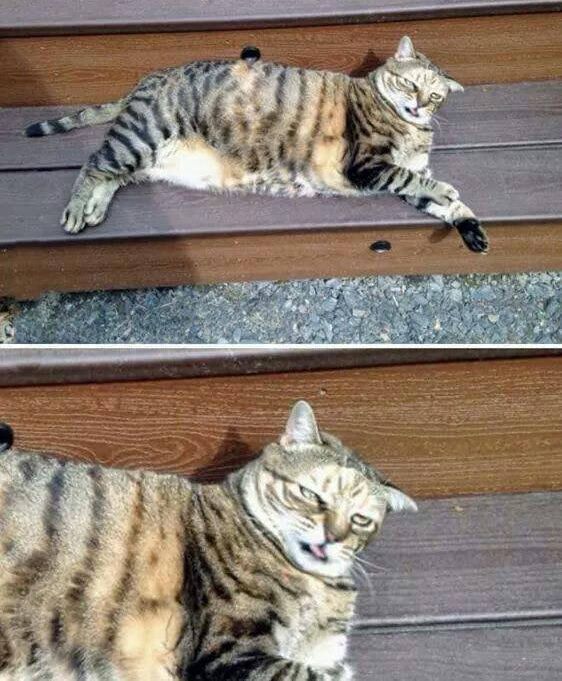 Коты из сети