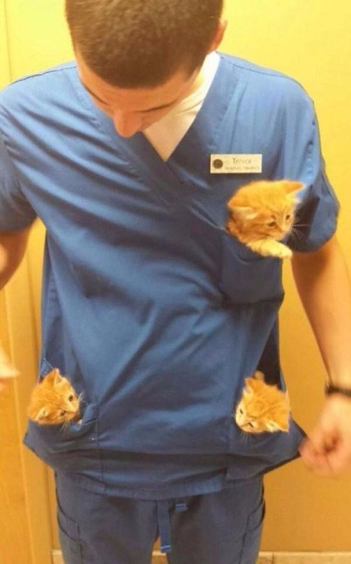 Коты и Кошки
