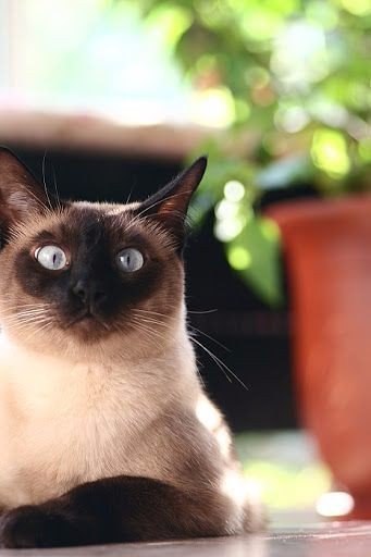 Коты и Кошки